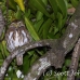 owl_pygmy_andean_map_h_0059_cos0255.jpg